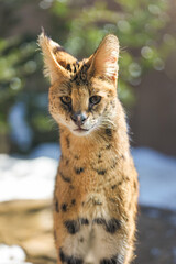 Obraz premium Serval cat