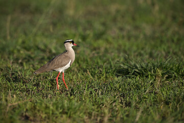 Obraz premium Crowned Lapwing (Vanellus coronatus) Walking Right Across Green Grass in Botswana 