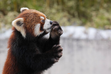 Fototapeta premium red panda