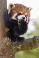 Obraz premium red panda cub