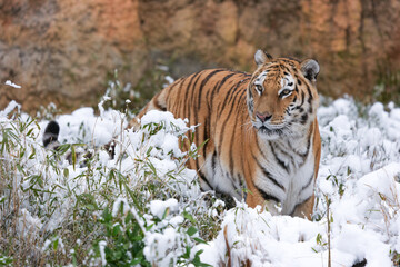Obraz premium Siberian tiger in snow