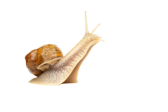 Snail on a white mirror background. Animal world in nature.