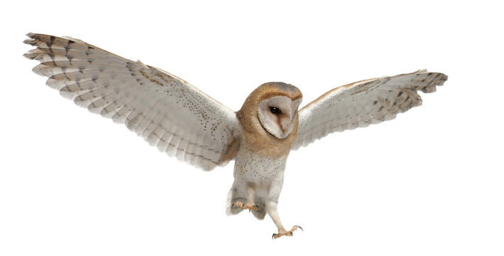Barn Owl, Tyto alba, 4 months old, flying against white background
