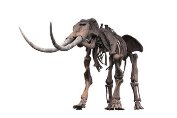 an ancient skeleton of prehistoric animal isolated on a white background © DCreation