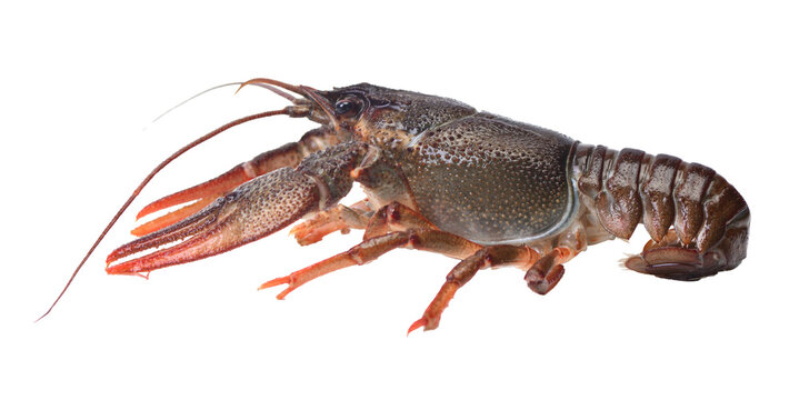 Crayfish
