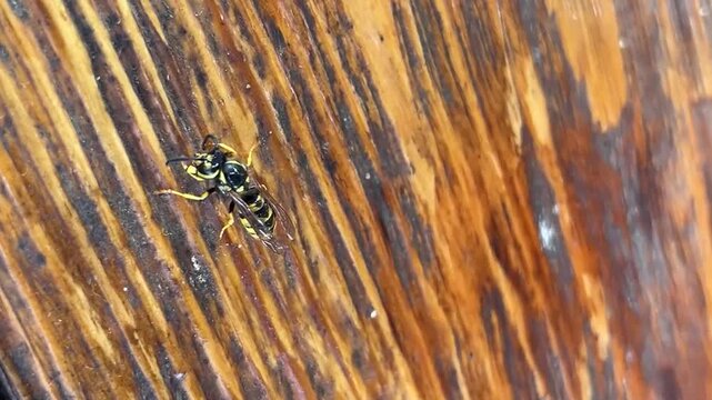 In the summer, a wasp cleans its legs on a wooden table in the country.