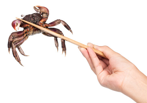 hand holding chopsticks with crab isolated on white background
