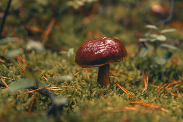 Wet Mushroom Close-Up on Dew Covered Green Moss in Forest Floor with Golden Forest Light and Natural Background