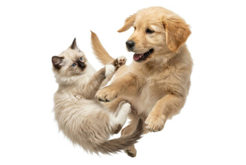 Obraz premium A playful dog and cat interacting happily, gentle paw touching, natural movement, isolated on white background