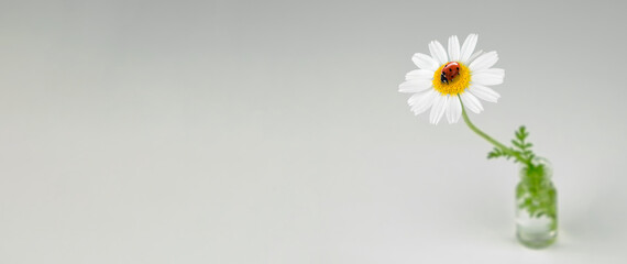 Banner of Single white daisy with a ladybug on its yellow center in a small glass vase against a soft white background with copy space © Pihuliak