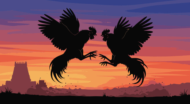 Tamil village Seval Sandai (rooster fight)