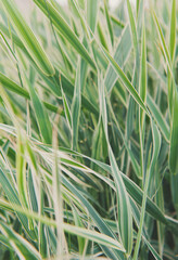 Fresh botanical background in serene garden