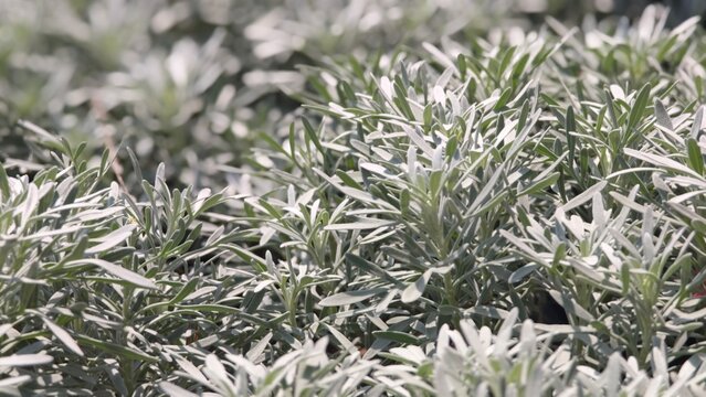 Crossostephium chinense, silvery aromatic leaves.