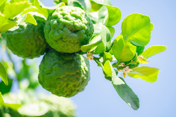 Fresh Bergamot fruits or Kaffir lime on tree with green leaves and sunlight. Concept of herbal medicine, organic farming, tropical Thai ingredient, and natural essential oil source