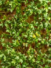 Obraz premium Fresh Green Cress Sprouts Healthy Microgreens As Background