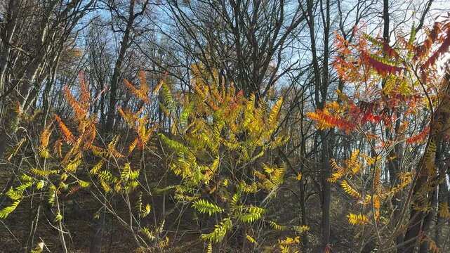 Autumn park with colorful staghorn sumac trees.