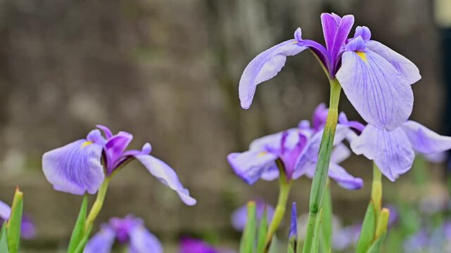 江戸時代の石橋を背景に咲く満開のハナショウブ
「江戸の面影を残す石垣と、凛と咲く花菖蒲。時を超えた日本の美がここにあります。」
熊本県玉名市「高瀬裏川花しょうぶまつり」
Irises in full bloom against the backdrop of an Edo-period stone bridge