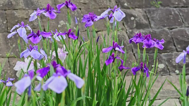 江戸時代の石橋を背景に咲く満開のハナショウブ
「江戸の面影を残す石垣と、凛と咲く花菖蒲。時を超えた日本の美がここにあります。」
熊本県玉名市「高瀬裏川花しょうぶまつり」
Irises in full bloom against the backdrop of an Edo-period stone bridge