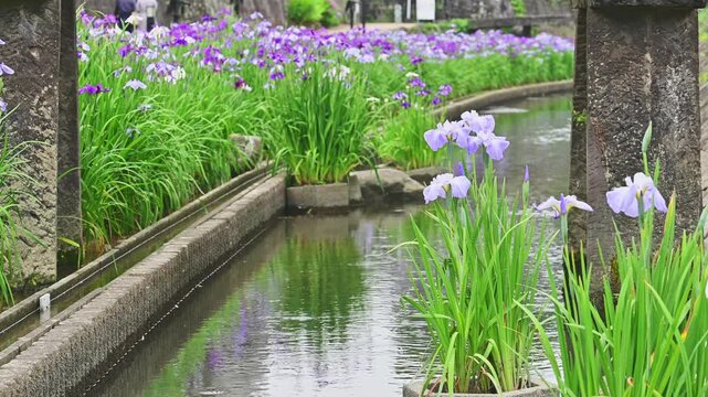 初夏の和風景：
石垣とせせらぎが織りなす「高瀬裏川花しょうぶまつり」
熊本県玉名市「高瀬裏川花しょうぶまつり」
A Japanese landscape in early summer:
The Takase Urakawa Iris Festival, featuring stone walls and a babbling brook