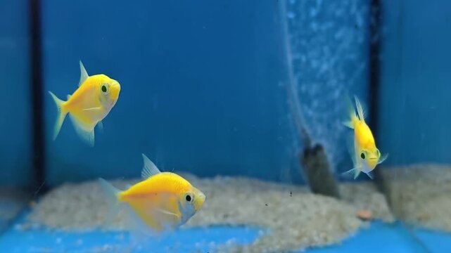 Neon yellow GloFish Tetra tropical fish swimming gracefully in a clear blue aquarium. The vibrant yellow and red fish with translucent fins create a striking contrast against the deep blue background.