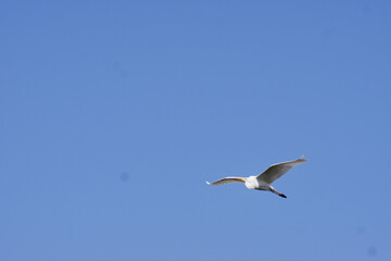 Obraz premium Great Egret Flying Across the Sky