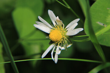 Natural Bellis Perennis Macro Photo  © Recep