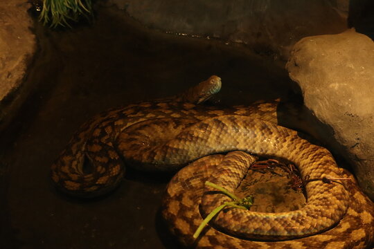 Coiled Amethystine (Scrub Python) Snake Resting on Rocks in a Dimly Lit Enclosure.