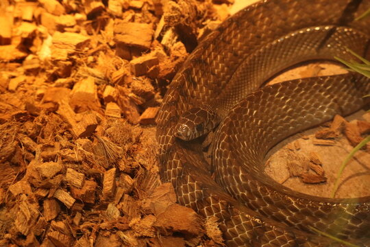 Oriental Rat Snake resting on a bed of brown wood chip substrate.