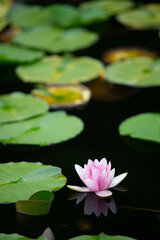 スイレンの咲く池