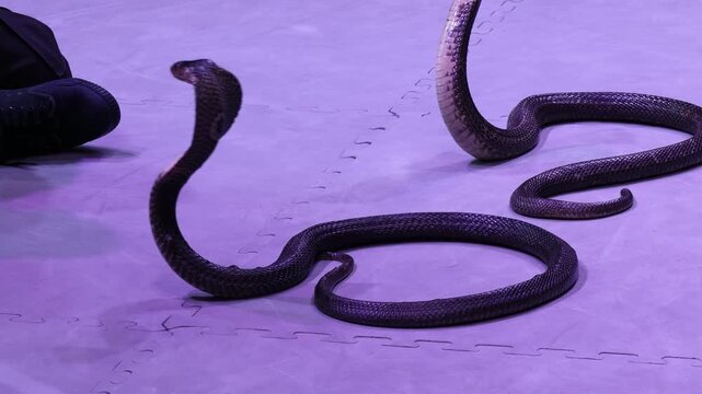 Two Monocled Cobras with Hoods Expanded on a Purple-Toned Padded Surface During Snake Show