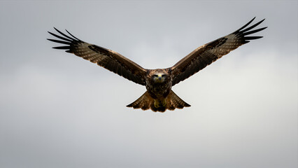 Fototapeta premium Majestic Hawk Soaring Through Overcast Sky with Outstretched Wings Capturing Powerful Flight Moment in Nature Photography