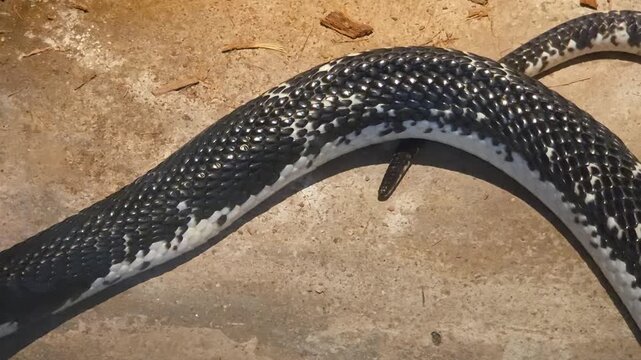 Black Indochinese Spitting Cobra (Naja siamensis var Black), Crawling Across a Sandy Surface.