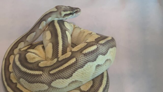 Close-up of a ball python, also known as a royal python (Python regius), coiled on a neutral backdrop, sticking out its forked tongue.