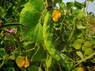 Hyacinth bean plant with hanging hyacinth bean and its flower 