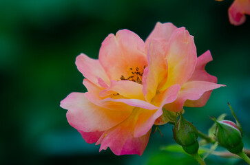 オレンジのバラ