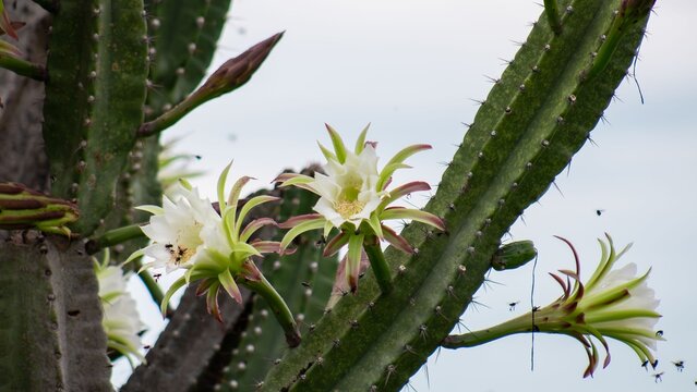 Mandacaru Cactus Close Up, Dramatic Lighting, Desert Landscape