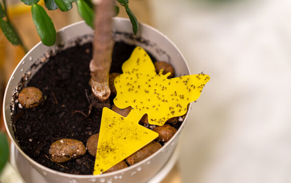 Yellow sticky insect trap in the shape of a butterfly.Protection from houseflies.Mechanical trapping of insects on indoor flowers.