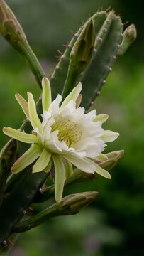 Mandacaru Cactus Close Up Vibrant Green Detail