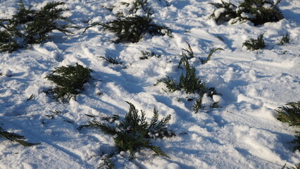 rośliny zimą © ComBart