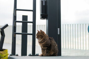 A fluffy cat sits near a fence  © Наталья Маяк