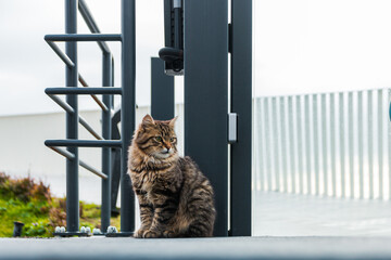 A fluffy cat sits near a fence  © Наталья Маяк