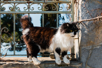 A fluffy black and white cat near a fence  © Наталья Маяк