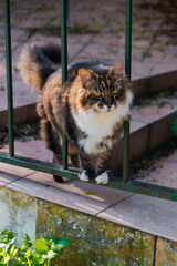 A fluffy cat sits near a fence  © Наталья Маяк