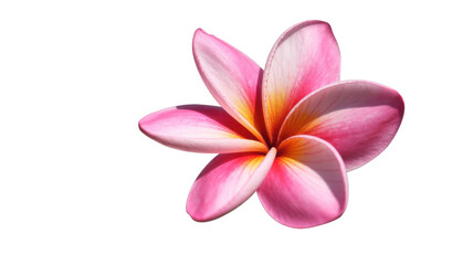 Fototapeta premium Pink Plumeria Flower on White tropical petals white background isolated on a transparent background