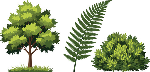 Deciduous tree with lush foliage, vibrant green fern leaf, and dense rounded bush illustration showcasing diverse vegetation for botanical, educational, and  © MstRabiya