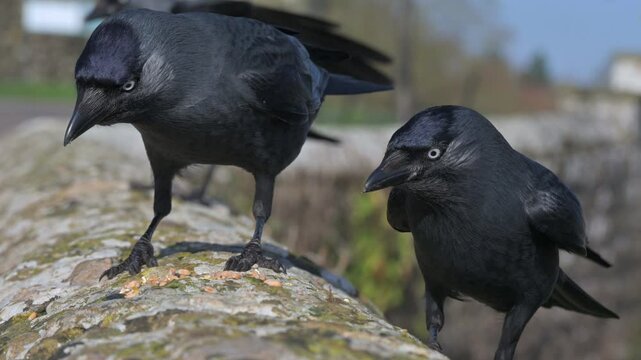 Jackdaws (Corvus monedula) squabbling over seeds left on a wall. February, Kent, UK. [Slow motion x4]