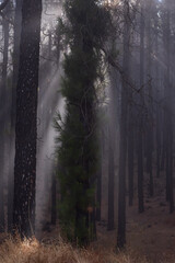 Fototapeta premium Atmospheric woodland with light beams filtering through tall pine trees in fog. Dramatic nature background, peaceful wilderness and mysterious forest landscape.