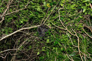 Obraz premium オガサワラオオコオモリ 小笠原