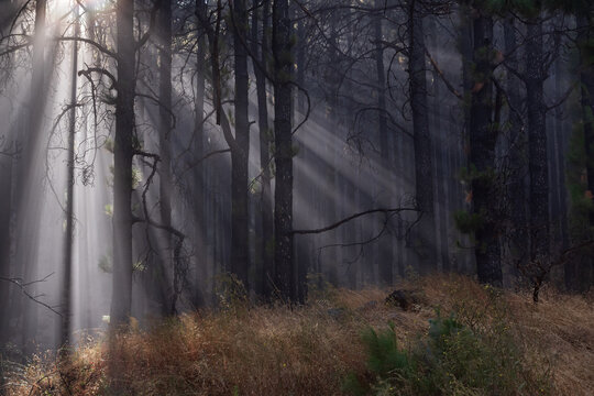 Atmospheric woodland with light beams filtering through tall pine trees in fog. Dramatic nature background, peaceful wilderness and mysterious forest landscape.