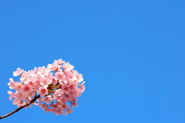 河津桜と青空